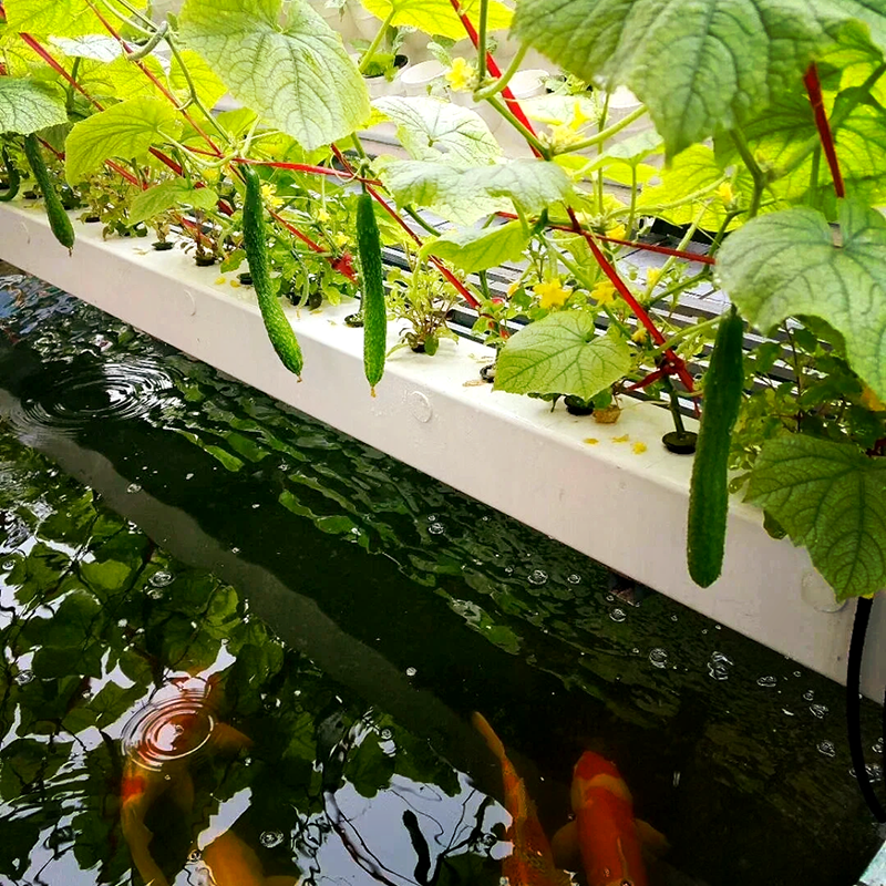 抚州市鱼菜共生鱼菜共生 - 一站式服务